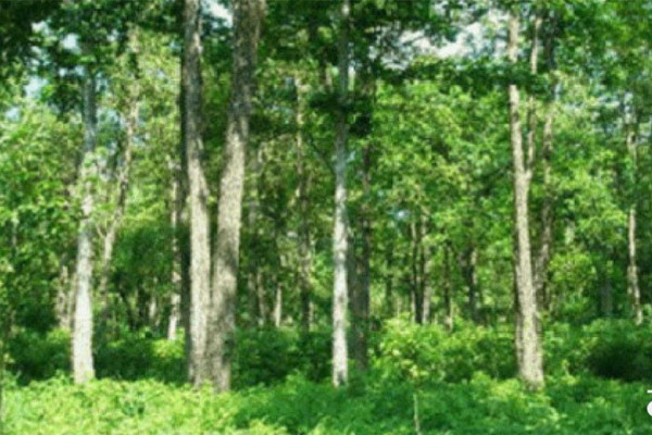 घनघोर जंगल र भूतप्रेतको कथा